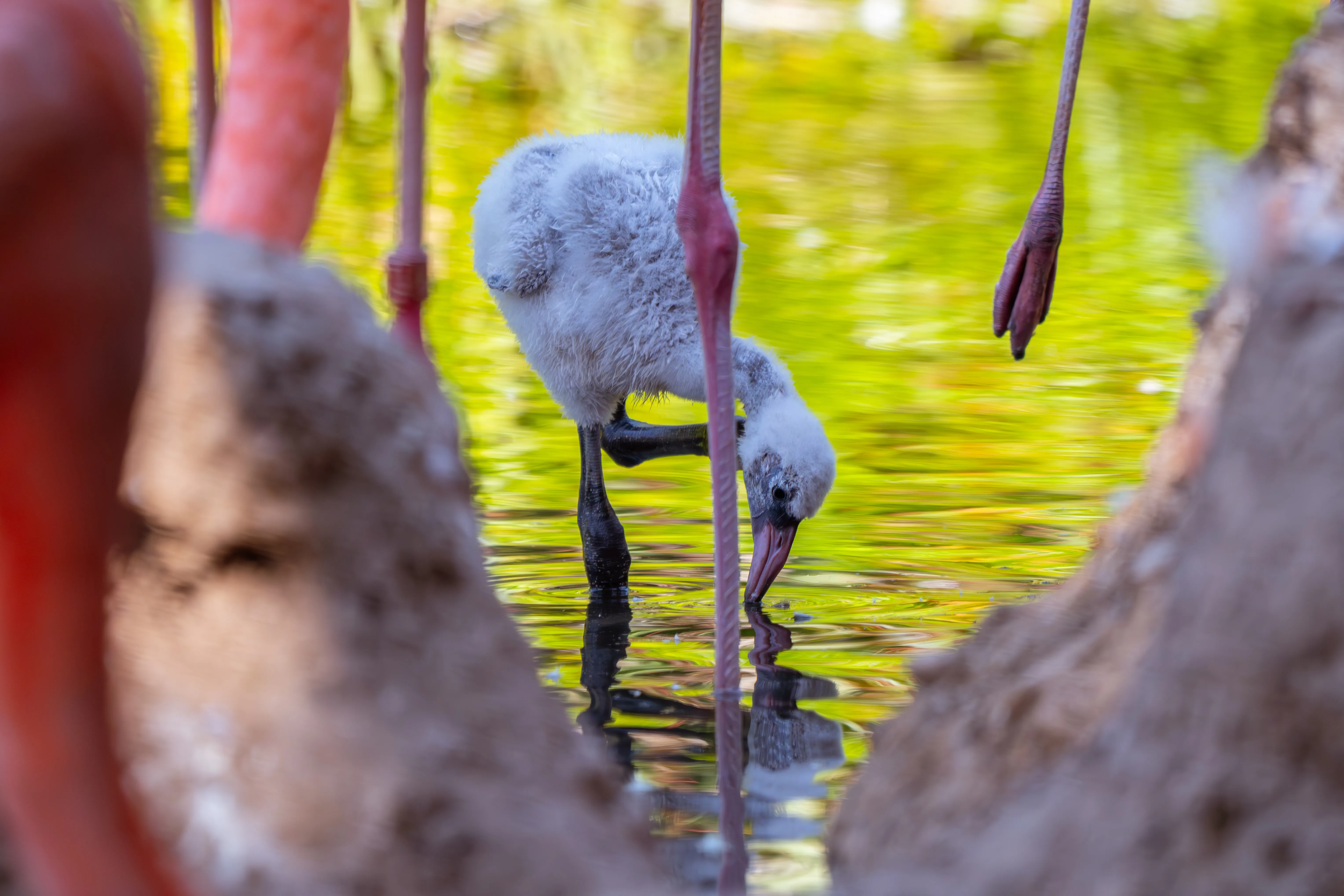 Baby Flamingo