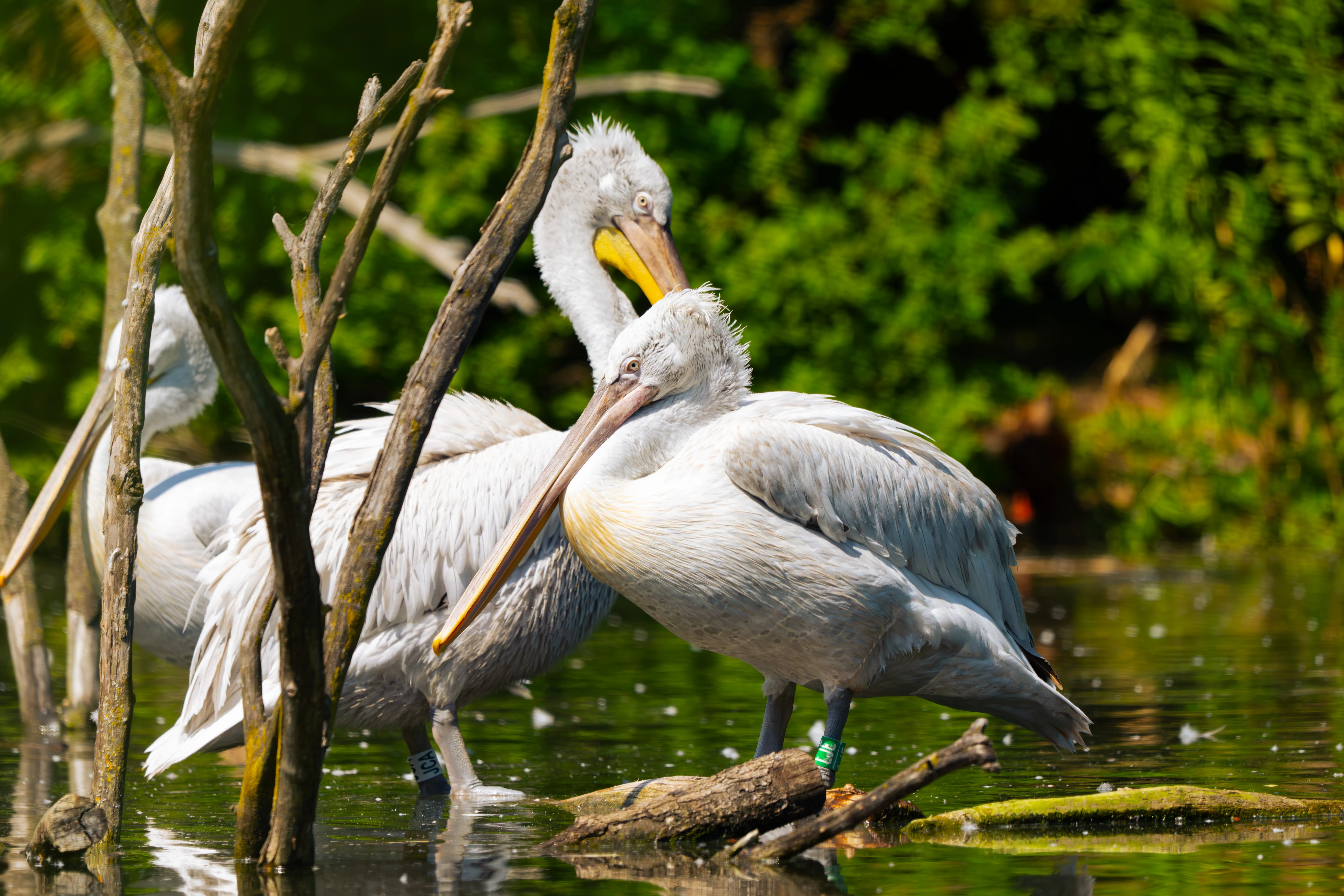 Dalmatian Pelicans