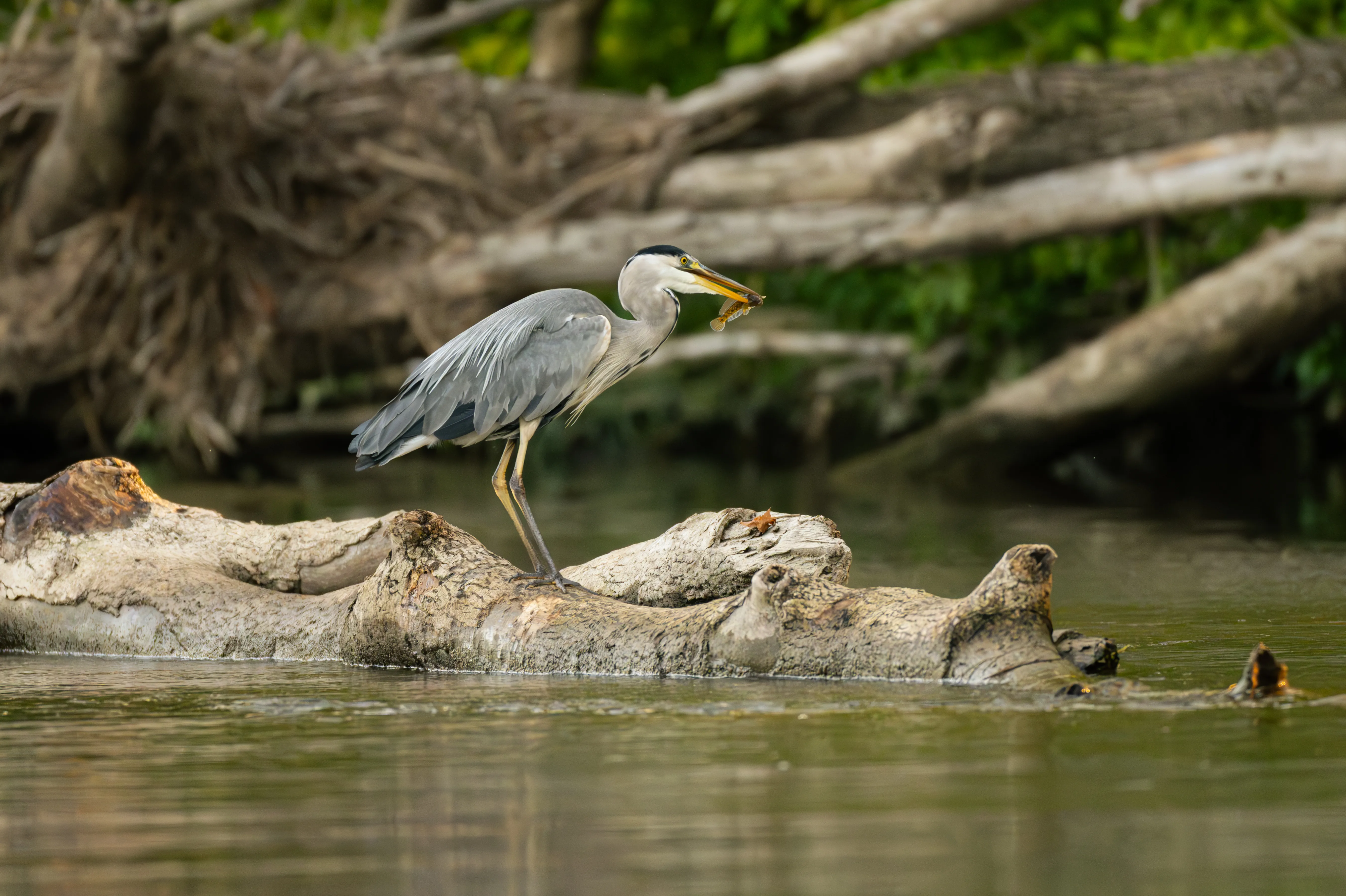 Grey Heron Eating Fish