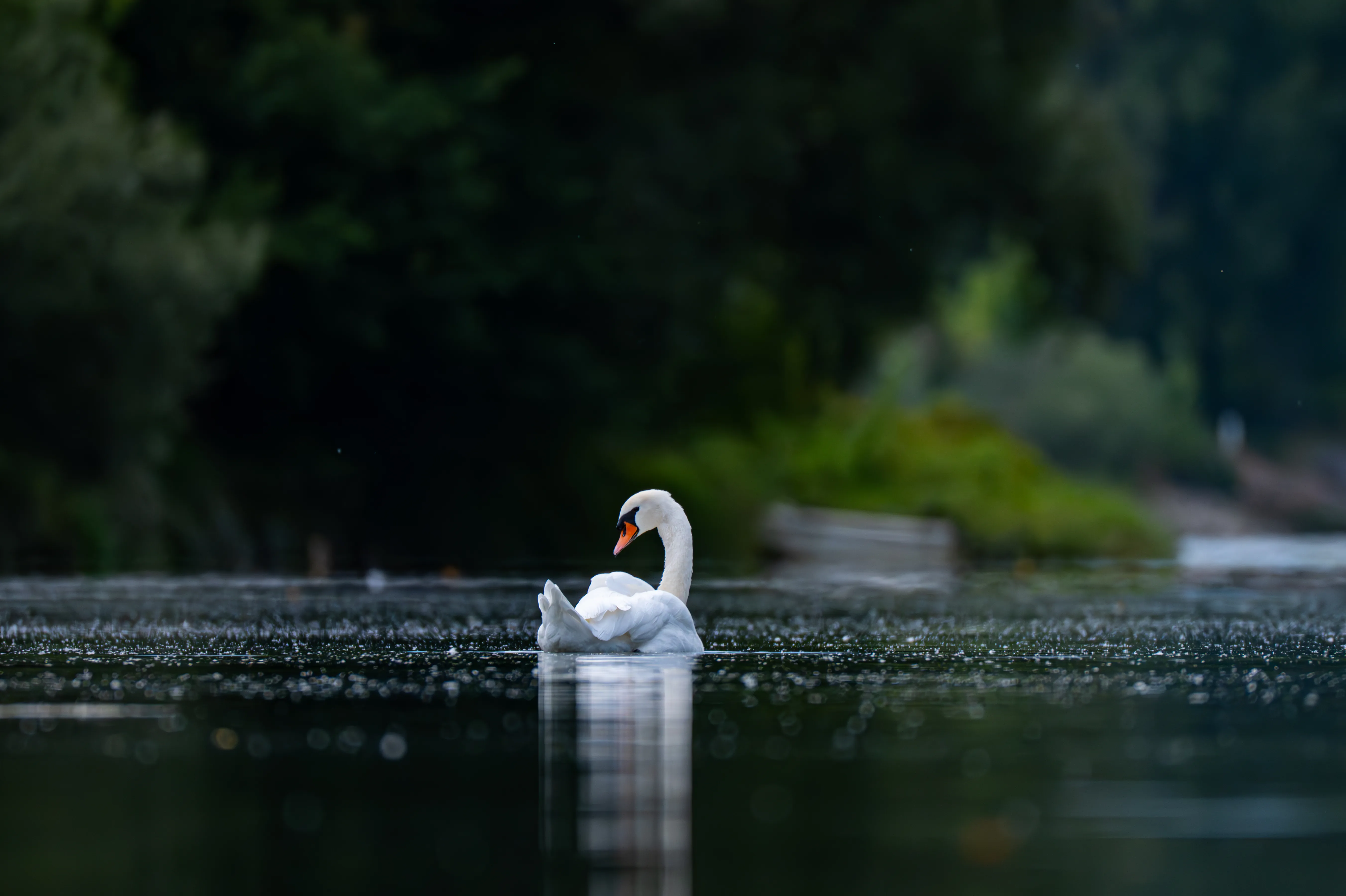 Lonely Swan