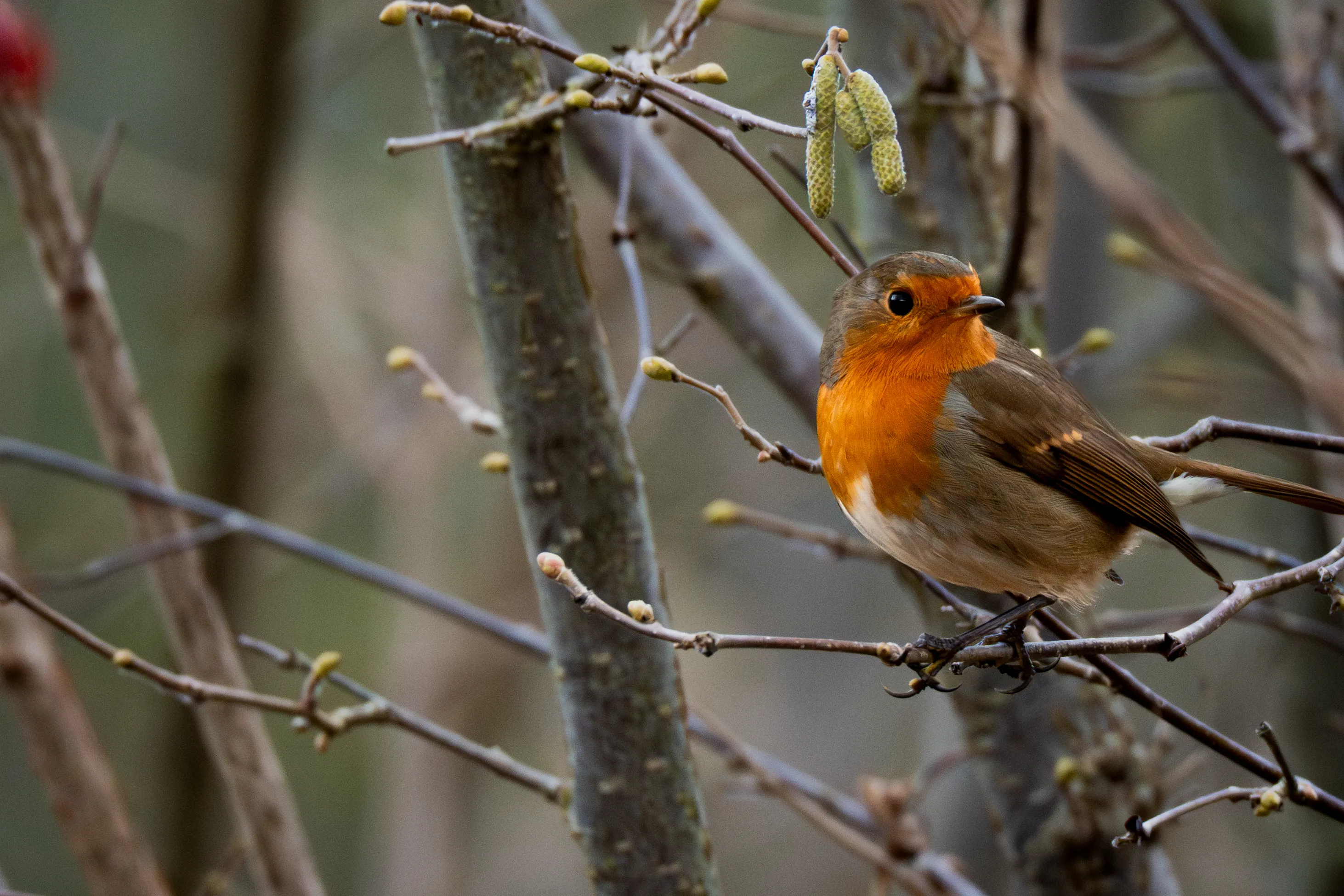 European Robin #2