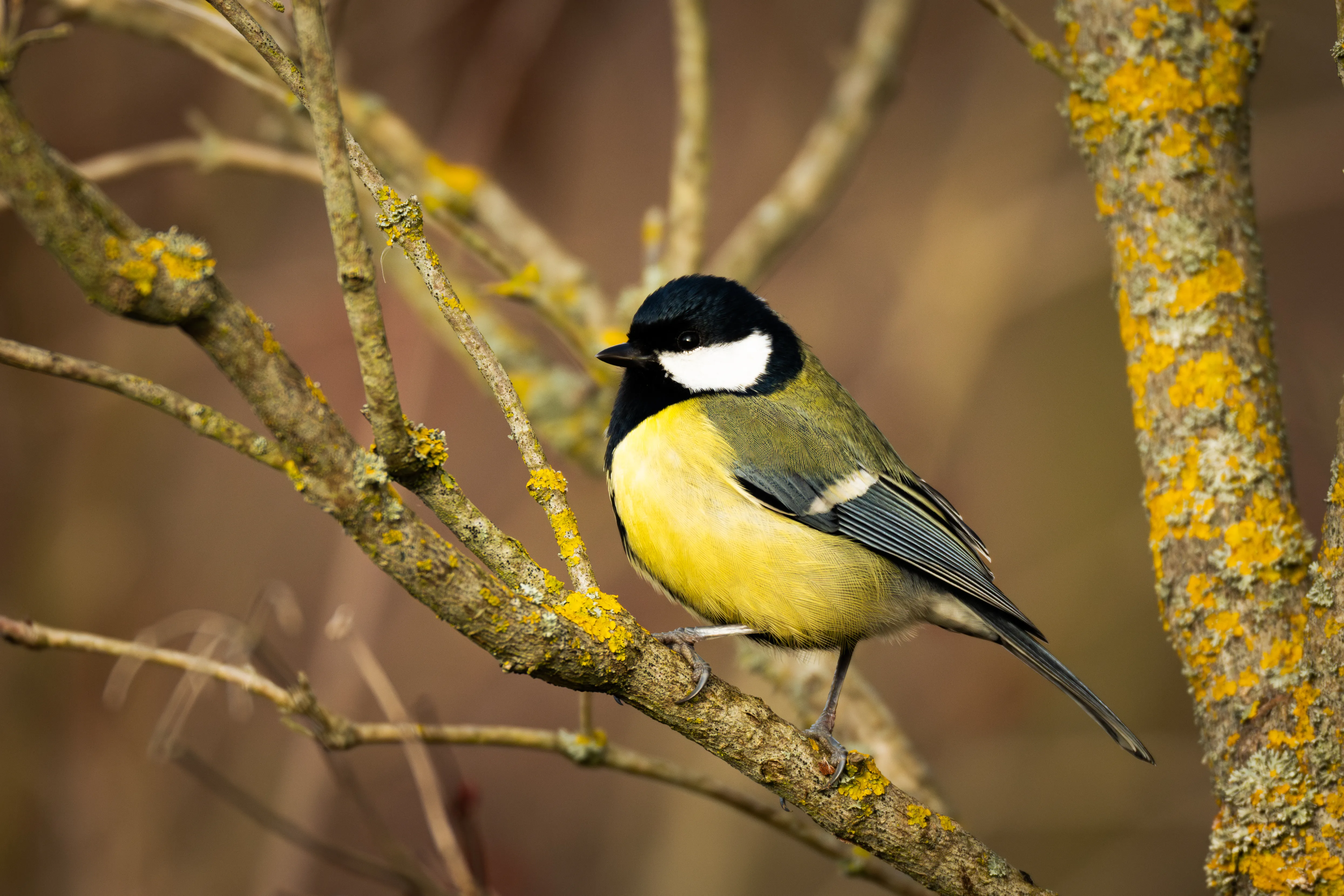 Great Tit #1