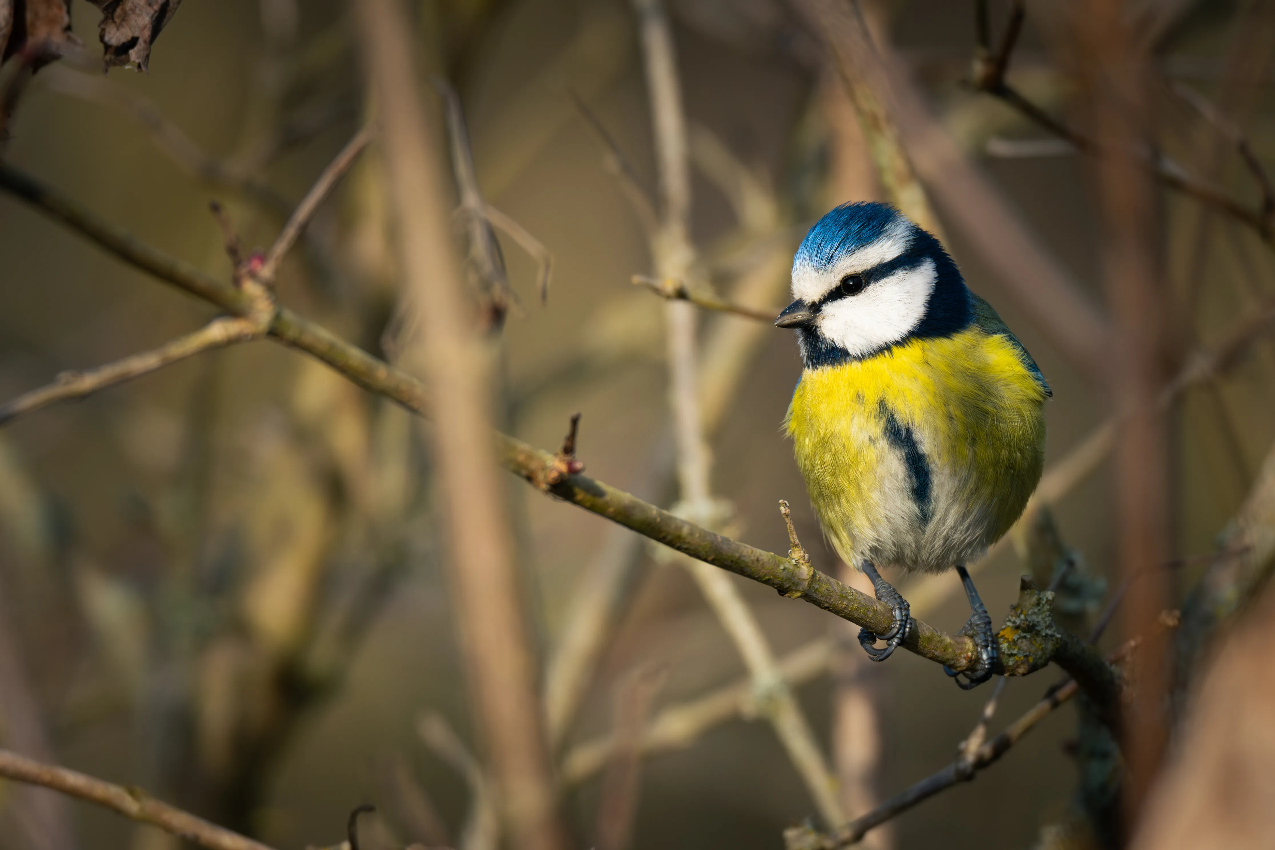 Blue Tit #1