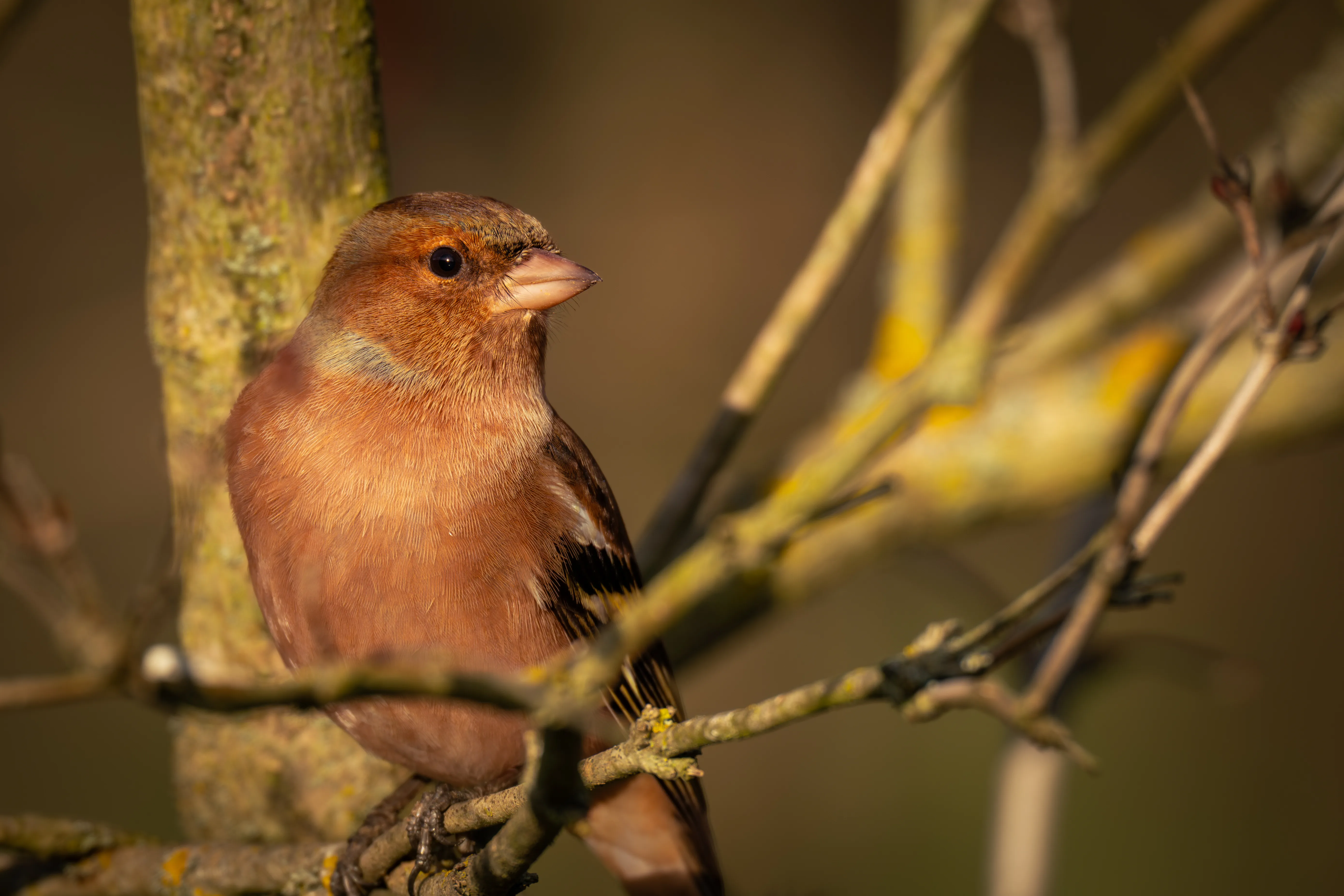 Chaffinch #1