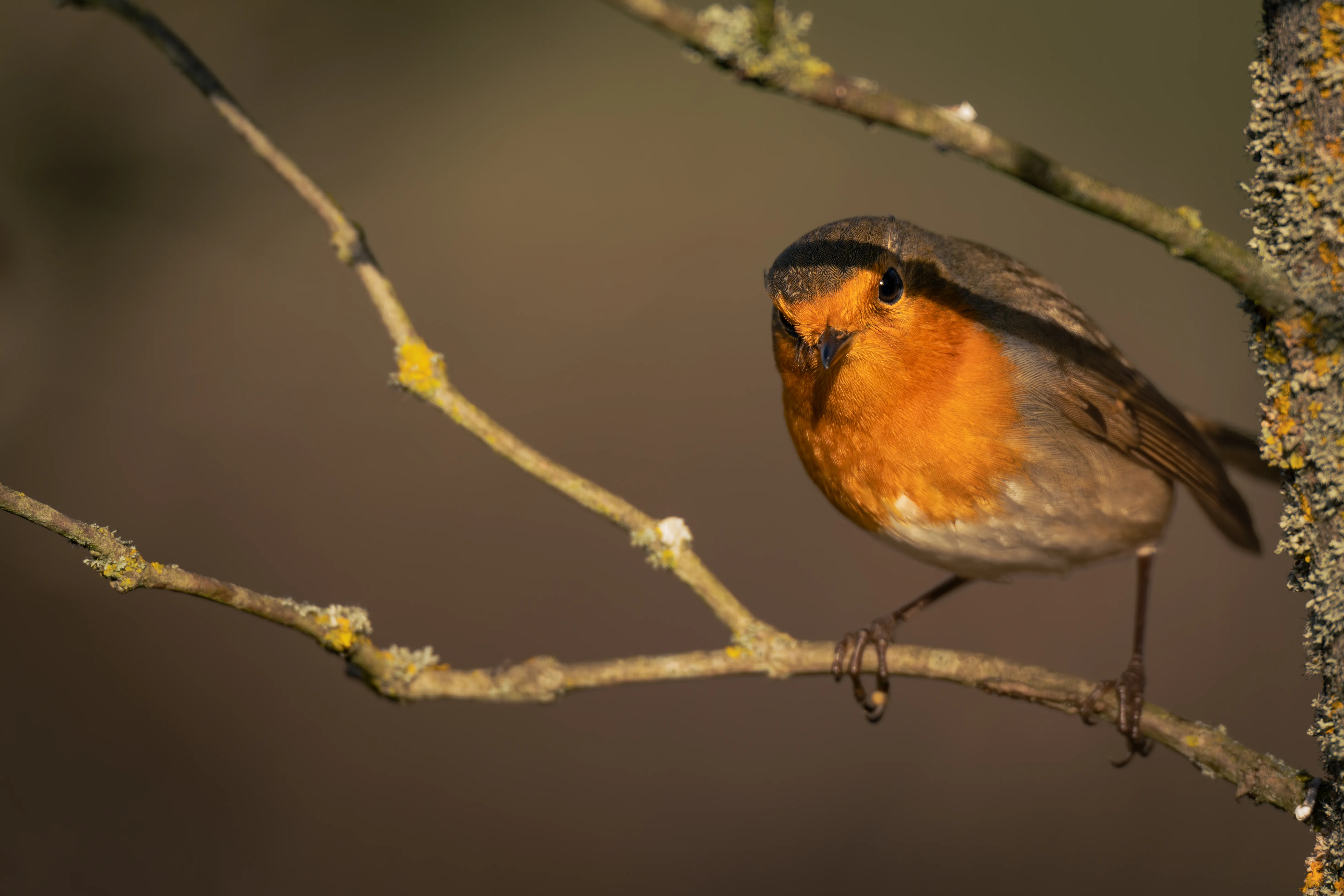 European Robin #4