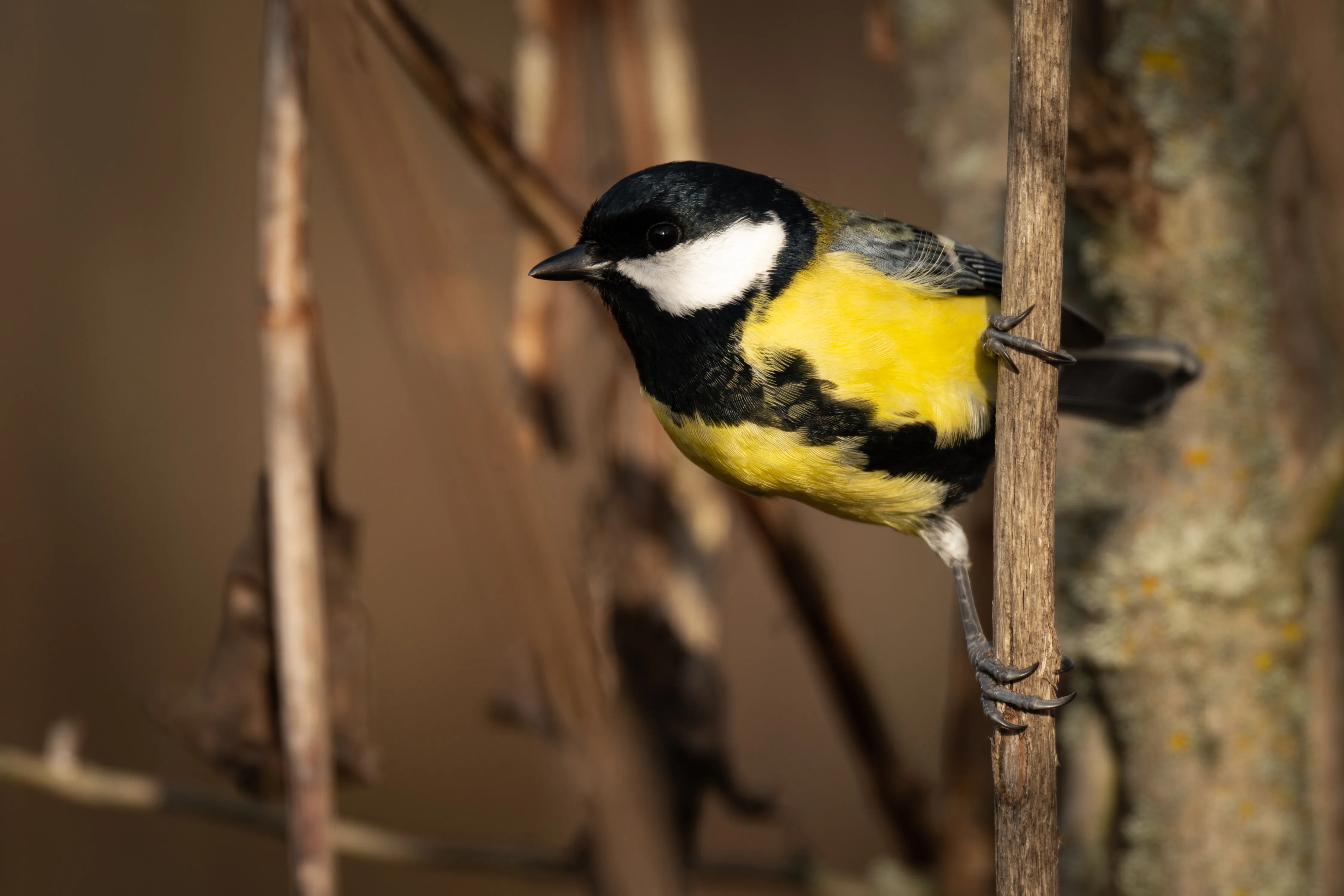 Great Tit #2