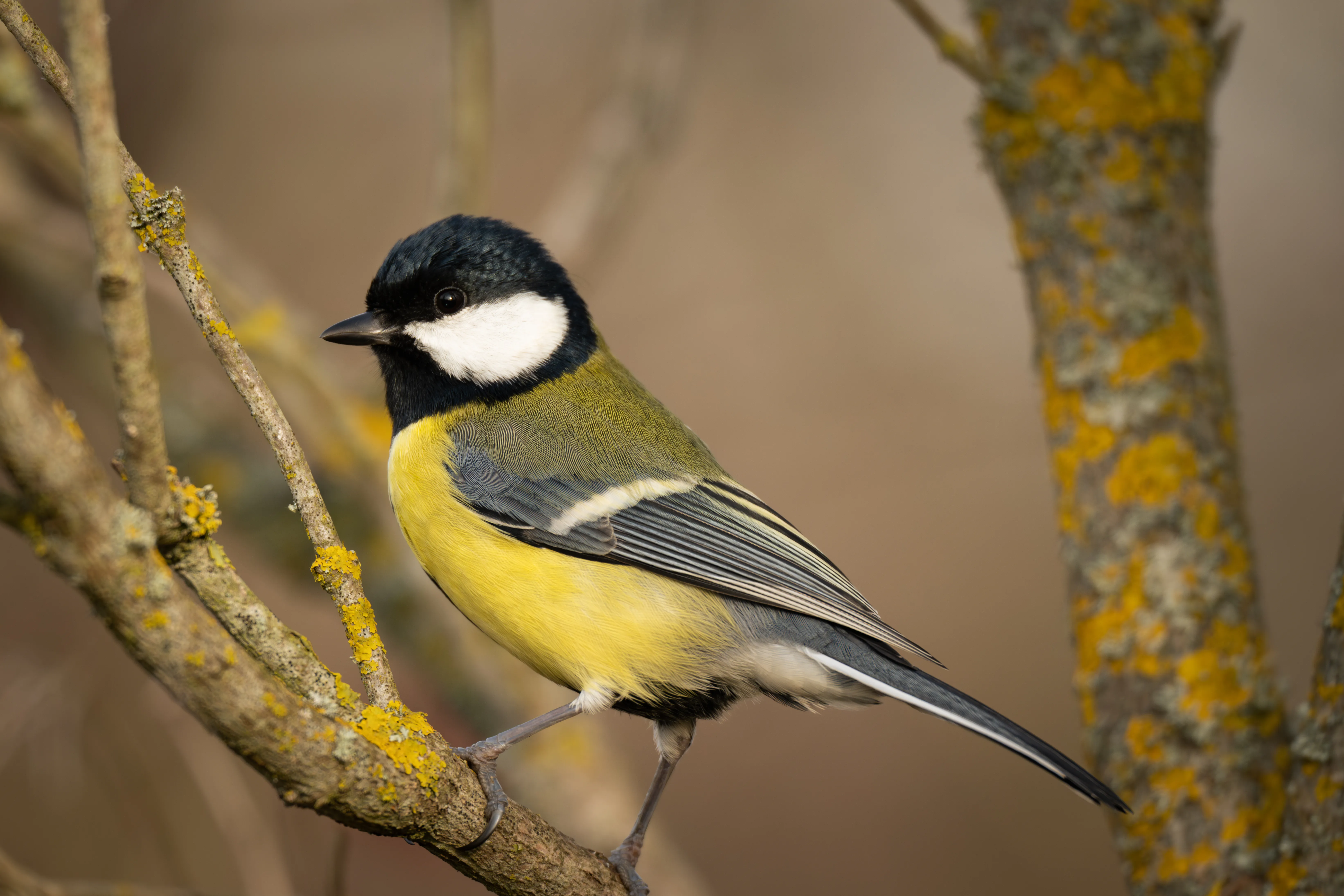 Great Tit #3