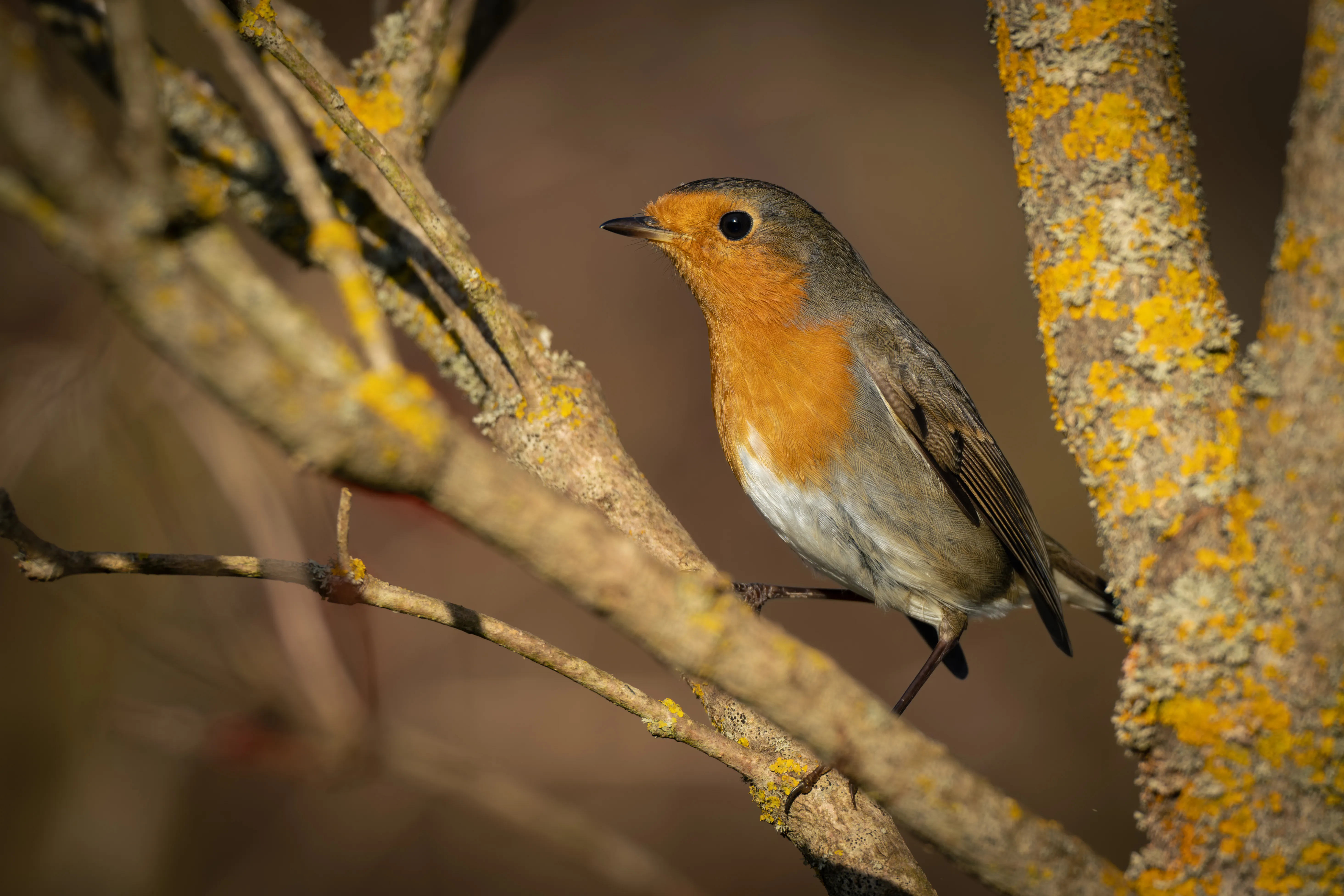 European Robin #3