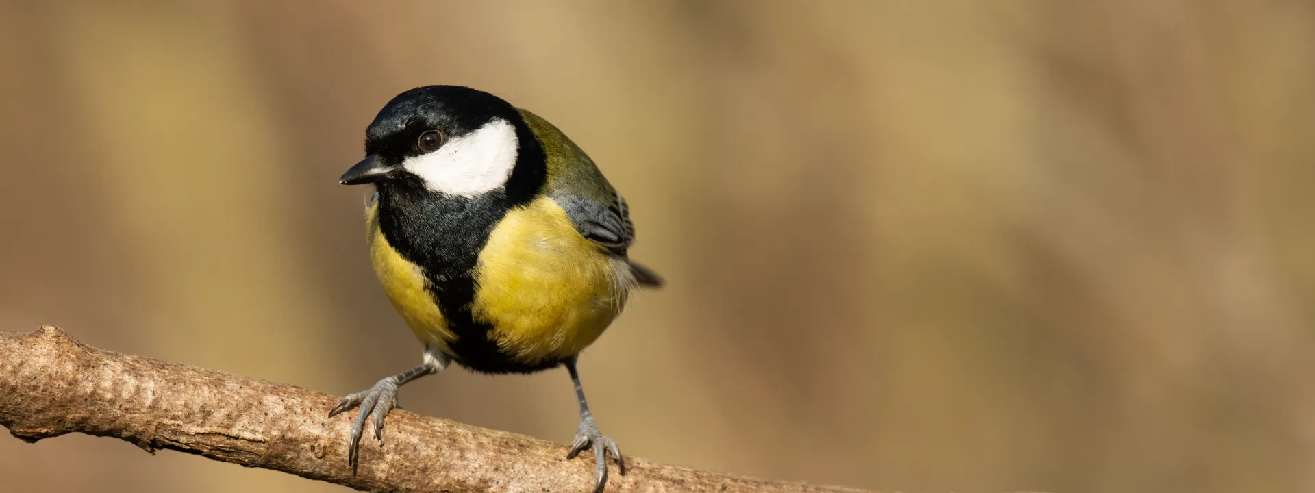 Thumbnail for Welcome to my blog